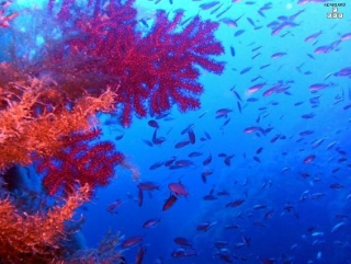  Buceo Isola del Giglio 